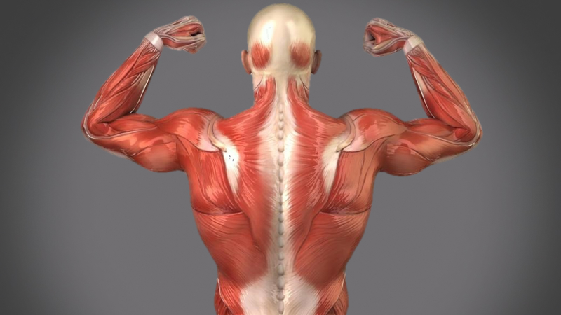 EP 15 - Muscles | Ramadan and Fasting