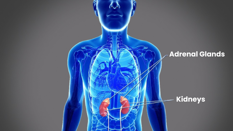 EP 17 - Adrenal Gland | Ramadan and Fasting