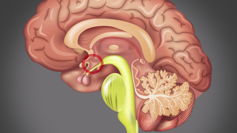 EP 18 - Pituitary Gland | Ramadan and Fasting