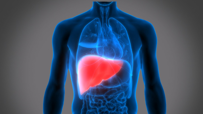 EP 20 - The Liver | Ramadan and Fasting