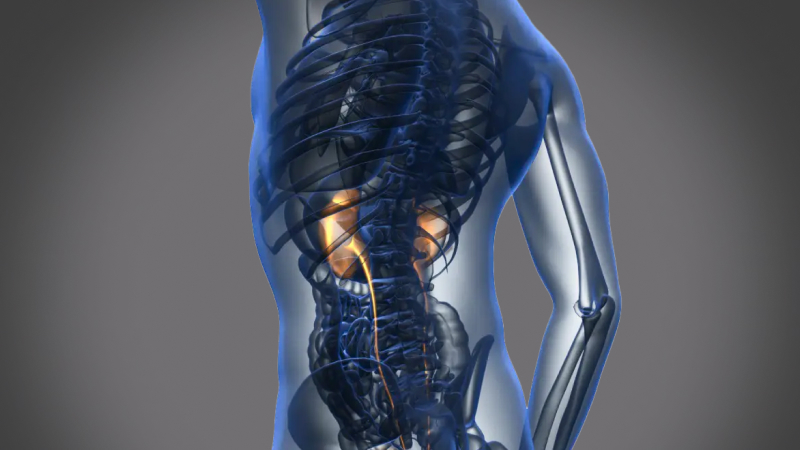 EP 21 - Kidneys | Ramadan and Fasting